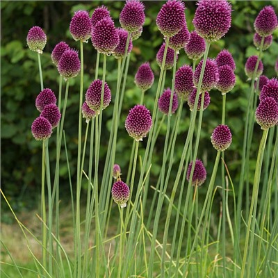 Allium Sphaerocephalon "Лук декоративный Круговой" 5шт