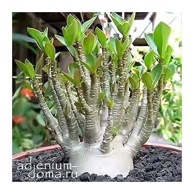 Adenium Arabicum YAK SING BURI