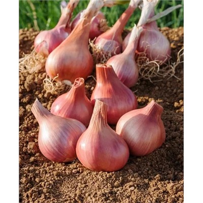 Лук семейный (шалот) Ред Сан, арт.: 69384