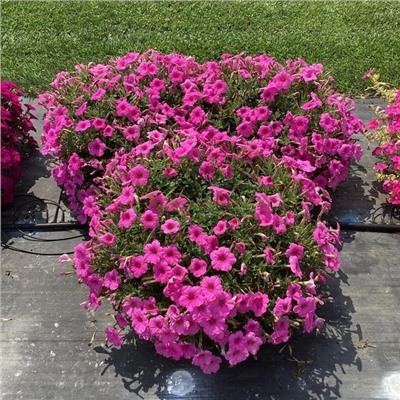 Набор супертуний №2