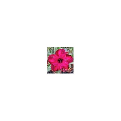 Adenium Obesum Double Flower NEW-121