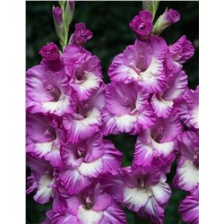 Луковицы Гладиолус Анук, арт.: 72950