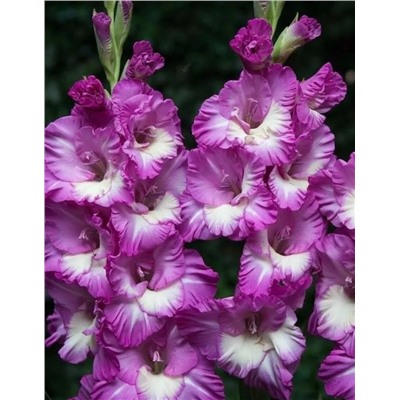 Луковицы Гладиолус Анук, арт.: 72950