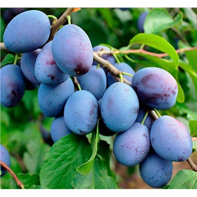 Слива Венгерка Белорусская, арт.: 75130