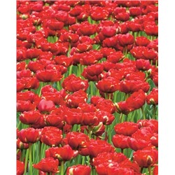 Луковицы Тюльпан махровый поздний Миранда, арт.: 69906