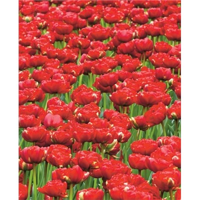 Луковицы Тюльпан махровый поздний Миранда, арт.: 69906