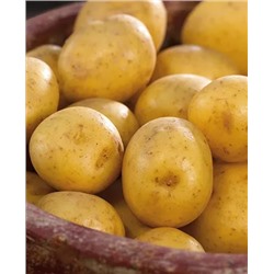 Семенной Картофель Гала, арт.: 4046