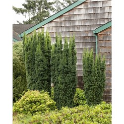 Саженцы Тис средний Хикси, арт.: 75004