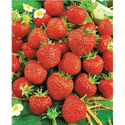 Саженцы Клубники (Земляники) Зенга Зенгана, арт.: 5088