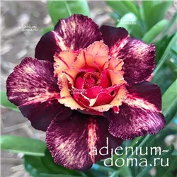 Adenium Obesum Double Flower TC-18