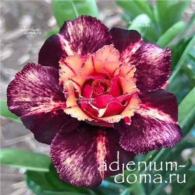 Adenium Obesum Double Flower TC-18