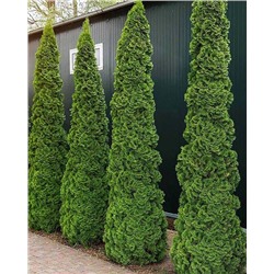 Саженцы Туя западная Дегрут Спайр, арт.: 74732