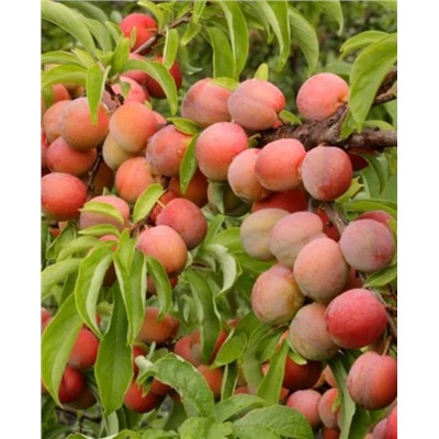 Саженцы Слива Алтайская Юбилейная, арт.: 70456