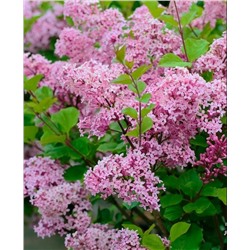 Саженцы Сирень Мейера Палибин, арт.: 693