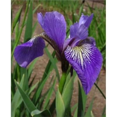 Луковицы (корни) Ирис разноцветный Джеральд Дарби, арт.: 69316