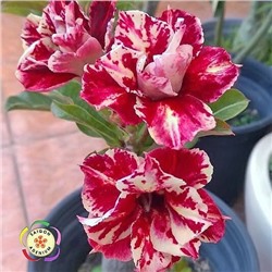 Adenium Obesum Double Flower EGG ROLL (mutation)