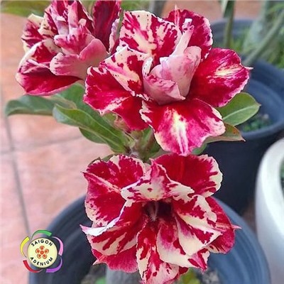 Adenium Obesum Double Flower EGG ROLL (mutation)