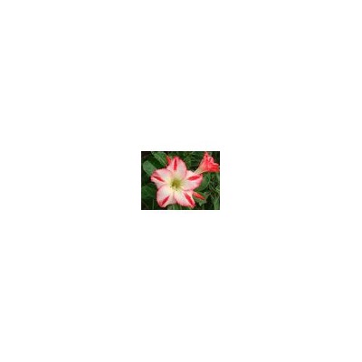 Adenium Obesum Desert Rose SCARLET KNIGHT (aroma)