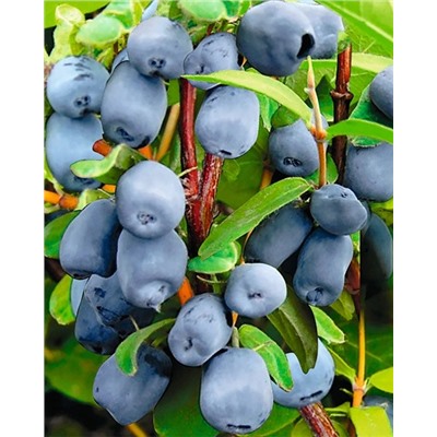 Саженцы Жимолость Бореал бьюти, арт.: 20207