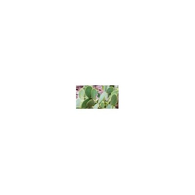 Значок Кактус Opuntia MICRODASYS I (Опунция, Брошь)