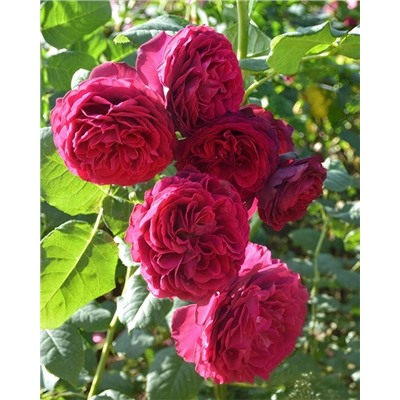 Саженцы Роза шрабовая Графиня Астрид фон Харденберг, арт.: 74986