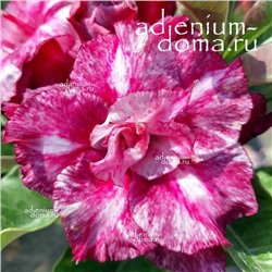 Adenium Obesum Double Flower TT 15 (mutation)