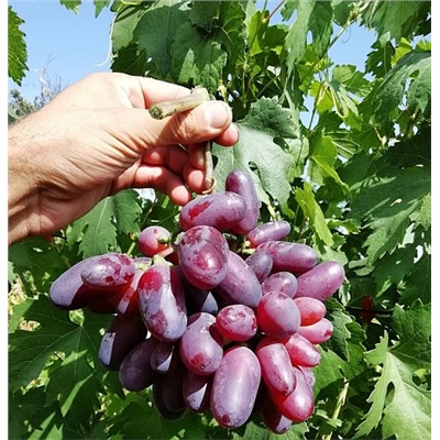 Виноград Байконур
