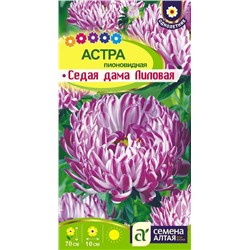 Астра Седая Дама Лиловая