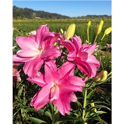 Луковицы Лилия восточная махровая Лотус Джой, фасовка: 1 саженец, арт.: 74655