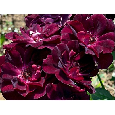 Burgundy Ice "Бургунди Айс"