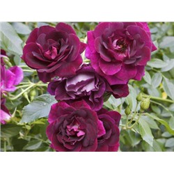 Burgundy Ice "Бургунди Айс"