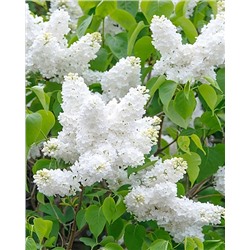 Саженцы Сирень обыкновенная Мадам Флорен Степман, арт.: 74751