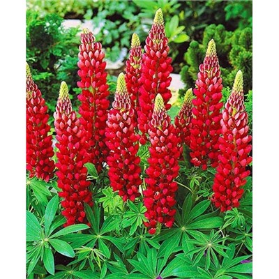 Люпин гибридный красный, арт.: 69607