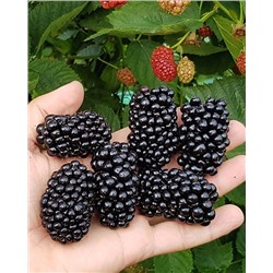 Саженцы Ежевика Марина, арт.: 74538