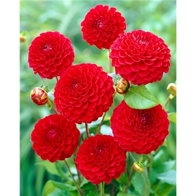 Клубни Георгин помпонный Несцио, арт.: 74618