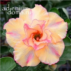 Adenium Obesum Double Flower NEW-101