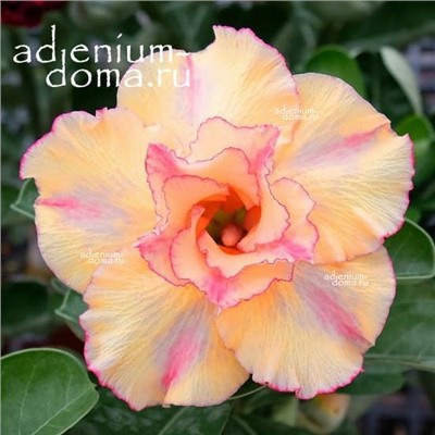 Adenium Obesum Double Flower NEW-101