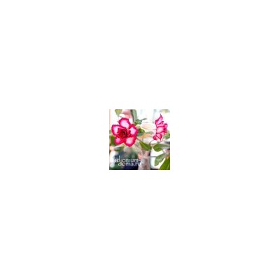 Adenium Obesum Double Flower TOUCHING HEART