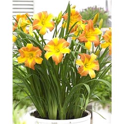 Корни (саженцы) Лилейник Эври Дэйлили Панч Йеллоу, фасовка: 1 саженец, арт.: 74669