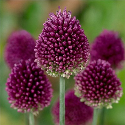 Allium Sphaerocephalon "Лук декоративный Круговой" 5шт