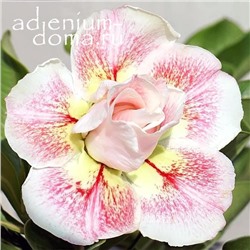 Adenium Obesum Double Flower TRINH NU