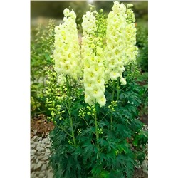 Корни (саженцы) Дельфиниум Йеллоу Перл, арт.: 75247