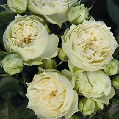 Wedding Piano "Веддинг Пиано"