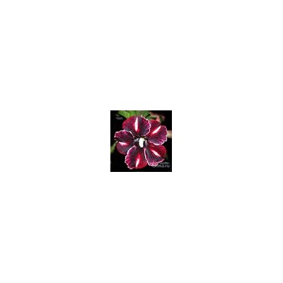 Adenium Obesum Desert Rose CAFFE