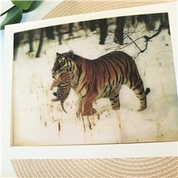 3Д картинка "Тигрица с тигренком зимой" 14,5 х 19,5 см х Т-0016, голографическая открытка с изображением тигров, без рамки