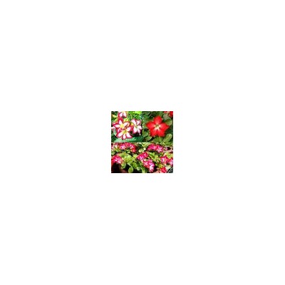 Adenium Obesum Desert Rose MINI SIZE MIXED VARIETIES (Мини, карликовый)