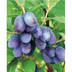 Саженцы Жимолость Строубери сенсейшн, арт.: 20320