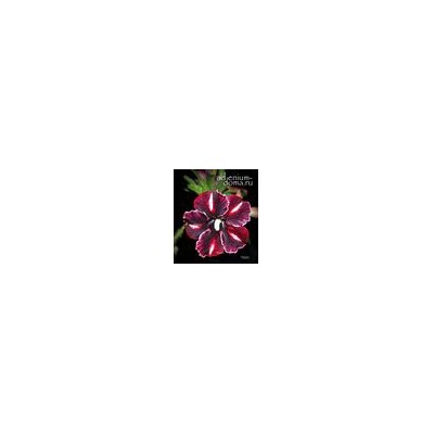 Adenium Obesum Desert Rose CAFFE