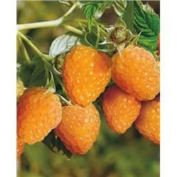 Саженцы Саженцы Малина Сладкоежка, арт.: 200