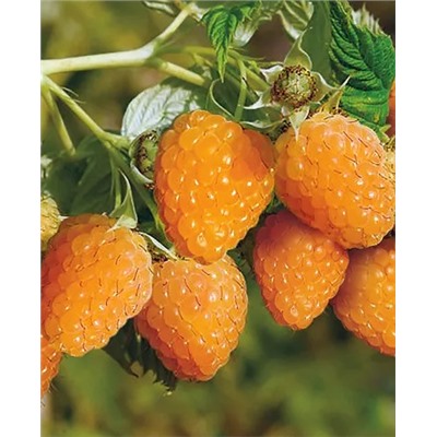 Саженцы Саженцы Малина Сладкоежка, арт.: 200